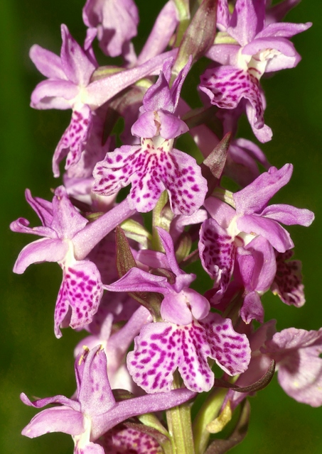 Dactylorhiza romana in una splendida variabilit - provincia di Caserta marzo 2019